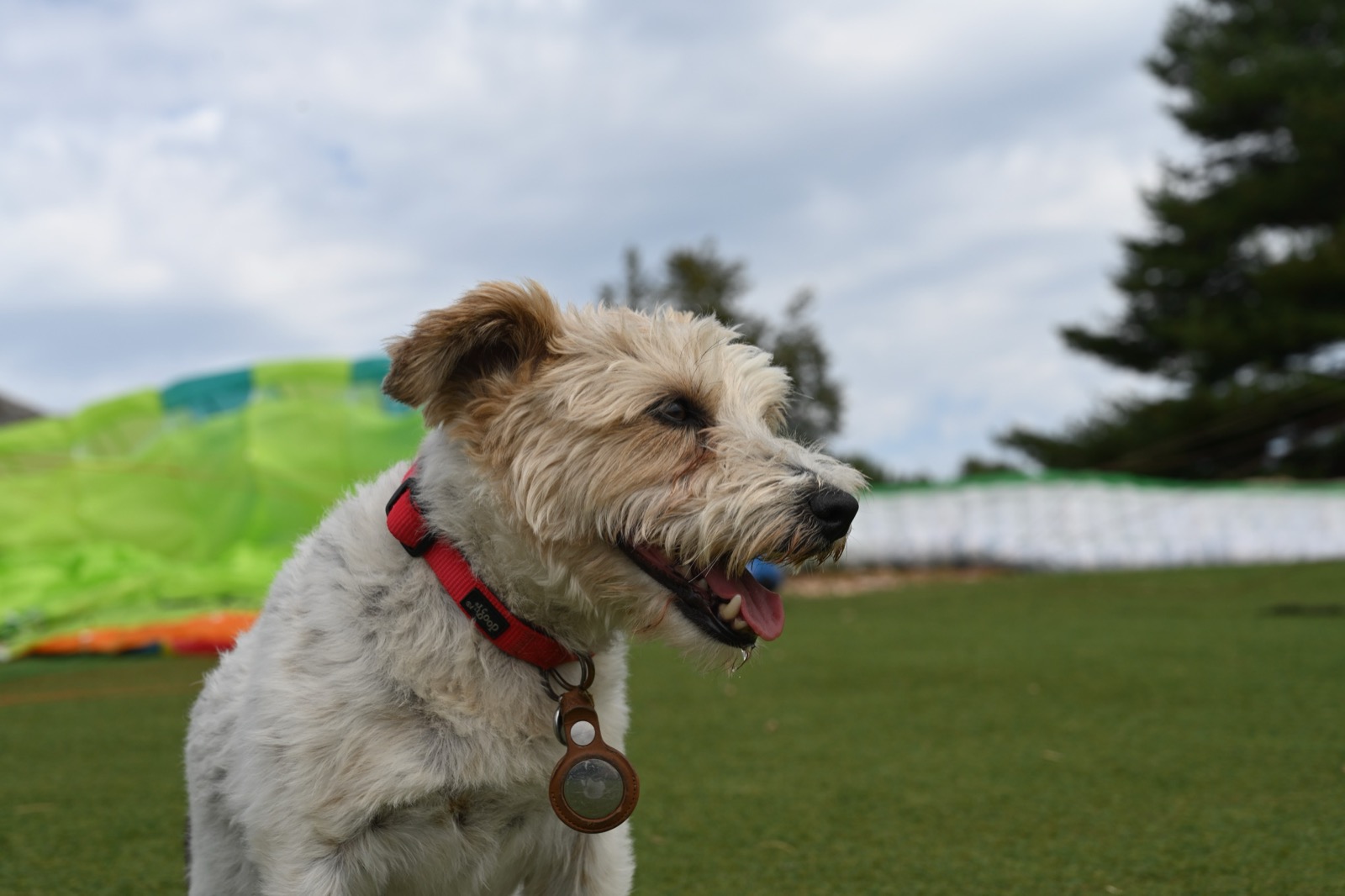 Cookie the terrier panting in a red collar, side profile against a cloudy sky