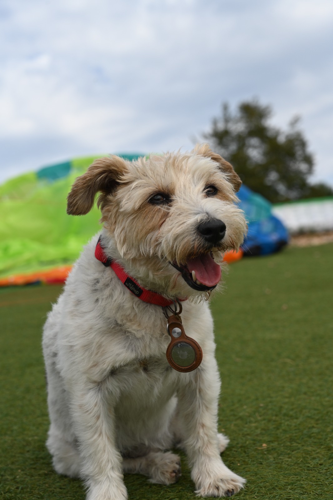 Cookie the terrier sitting on grass, looking toward the camera